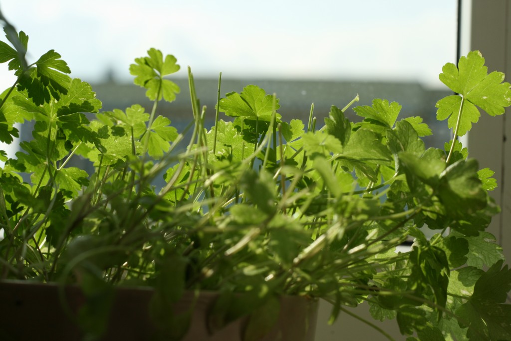 parsley-herbs-kitchen-82367_jpeg