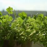 Three Herbs You Can Grow in Your Kitchen